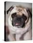 Pug Dog-Allana Wesley White-Stretched Canvas