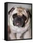 Pug Dog-Allana Wesley White-Framed Stretched Canvas