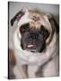 Pug Dog-Allana Wesley White-Stretched Canvas