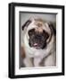 Pug Dog-Allana Wesley White-Framed Premium Photographic Print