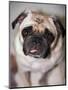 Pug Dog-Allana Wesley White-Mounted Premium Photographic Print