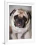 Pug Dog-Allana Wesley White-Framed Photographic Print