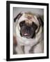 Pug Dog-Allana Wesley White-Framed Photographic Print