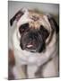 Pug Dog-Allana Wesley White-Mounted Photographic Print