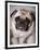 Pug Dog-Allana Wesley White-Framed Photographic Print