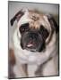 Pug Dog-Allana Wesley White-Mounted Photographic Print