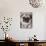 Pug Dog-Allana Wesley White-Photographic Print displayed on a wall