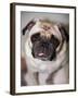 Pug Dog-Allana Wesley White-Framed Photographic Print