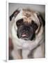 Pug Dog-Allana Wesley White-Framed Photographic Print