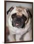 Pug Dog-Allana Wesley White-Framed Photographic Print