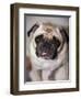 Pug Dog-Allana Wesley White-Framed Photographic Print