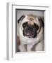 Pug Dog-Allana Wesley White-Framed Photographic Print