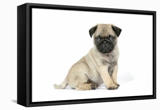 Pug (Fawn) 7 Week Old Puppy-null-Framed Stretched Canvas