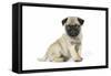 Pug (Fawn) 7 Week Old Puppy-null-Framed Stretched Canvas