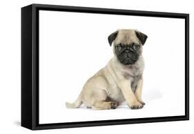 Pug (Fawn) 7 Week Old Puppy-null-Framed Stretched Canvas