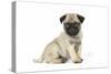 Pug (Fawn) 7 Week Old Puppy-null-Stretched Canvas