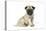 Pug (Fawn) 7 Week Old Puppy-null-Stretched Canvas