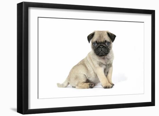 Pug (Fawn) 7 Week Old Puppy-null-Framed Premium Photographic Print