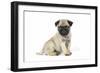Pug (Fawn) 7 Week Old Puppy-null-Framed Premium Photographic Print