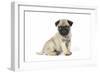 Pug (Fawn) 7 Week Old Puppy-null-Framed Premium Photographic Print