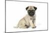 Pug (Fawn) 7 Week Old Puppy-null-Mounted Premium Photographic Print