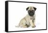 Pug (Fawn) 7 Week Old Puppy-null-Framed Stretched Canvas