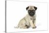 Pug (Fawn) 7 Week Old Puppy-null-Stretched Canvas