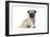 Pug (Fawn) 7 Week Old Puppy-null-Framed Photographic Print