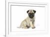 Pug (Fawn) 7 Week Old Puppy-null-Framed Photographic Print