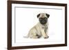 Pug (Fawn) 7 Week Old Puppy-null-Framed Photographic Print