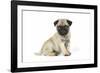 Pug (Fawn) 7 Week Old Puppy-null-Framed Photographic Print