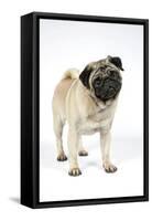 Pug (Fawn) with its Head Cocked-null-Framed Stretched Canvas