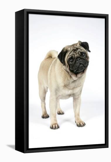 Pug (Fawn) with its Head Cocked-null-Framed Stretched Canvas