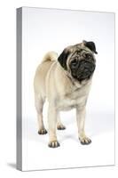 Pug (Fawn) with its Head Cocked-null-Stretched Canvas