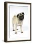 Pug (Fawn) with its Head Cocked-null-Framed Premium Photographic Print