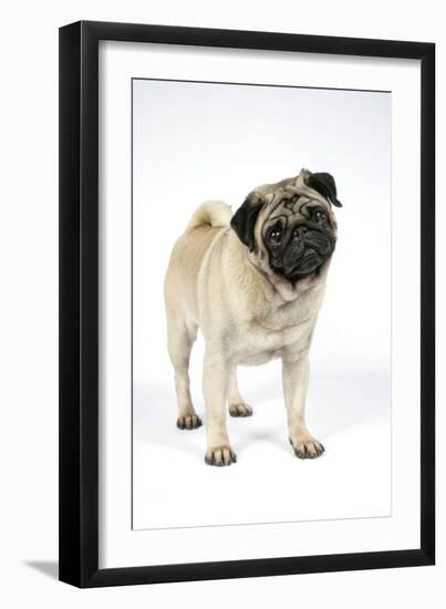 Pug (Fawn) with its Head Cocked-null-Framed Premium Photographic Print