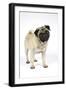 Pug (Fawn) with its Head Cocked-null-Framed Premium Photographic Print