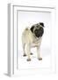 Pug (Fawn) with its Head Cocked-null-Framed Photographic Print