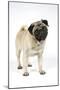 Pug (Fawn) with its Head Cocked-null-Mounted Photographic Print