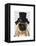 Pug, Formal Hound and Hat-Fab Funky-Framed Stretched Canvas