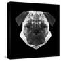 Pug Head-Lisa Kroll-Stretched Canvas