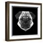 Pug Head-Lisa Kroll-Framed Art Print