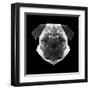 Pug Head-Lisa Kroll-Framed Art Print