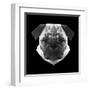 Pug Head-Lisa Kroll-Framed Art Print