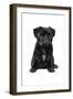 Pug II-Amanda Greenwood-Framed Art Print