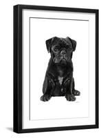 Pug II-Amanda Greenwood-Framed Art Print