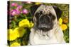 Pug in Autumn Fllowers, Geneva, Ilinois, USA-Lynn M^ Stone-Stretched Canvas