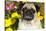 Pug in Autumn Fllowers, Geneva, Ilinois, USA-Lynn M^ Stone-Stretched Canvas
