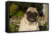 Pug in Autumn Fllowers, Geneva, Ilinois, USA-Lynn M^ Stone-Framed Stretched Canvas