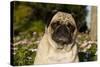 Pug in Autumn Fllowers, Geneva, Ilinois, USA-Lynn M^ Stone-Stretched Canvas